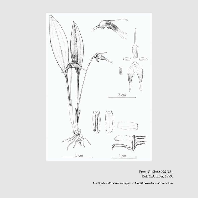 Masdevallia carpishica